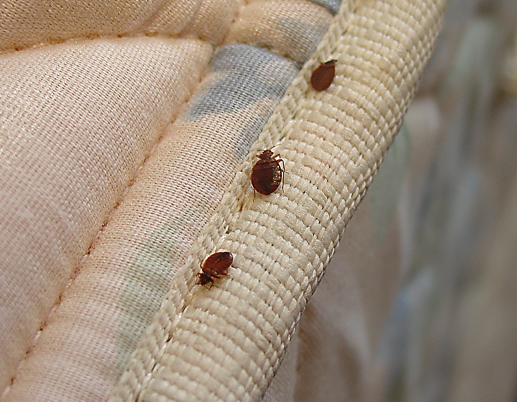 removing bed bugs from foam mattress