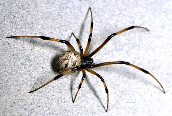 5 Steps To Helping Your Child Overcome Their Fear Of Spiders